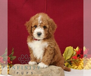 Goldendoodle (Miniature) Puppy for sale in GORDONVILLE, PA, USA