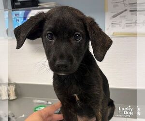 Eddie - Male Labrador Retriever-Unknown Mix Dog for Adoption - Photo #3