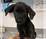 Small Photo #3 Labrador Retriever-Unknown Mix Puppy For Sale in Washington, DC, USA