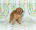Small Photo #8 Poodle (Miniature) Puppy For Sale in BREMEN, IN, USA