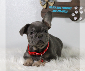 French Bulldog Puppy for sale in FRESNO, OH, USA