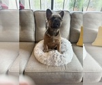 Small #5 French Bulldog