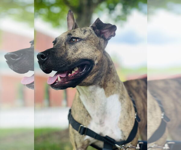 Medium Photo #8 American Pit Bull Terrier-Unknown Mix Puppy For Sale in Social Circle, GA, USA