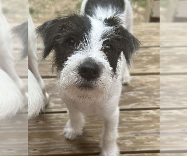 Medium Photo #2 Mutt Puppy For Sale in Boston, MA, USA