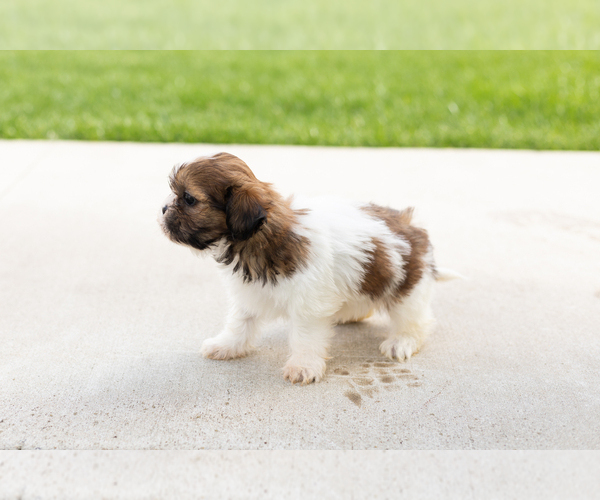 Medium Photo #4 Shih Tzu Puppy For Sale in NAPPANEE, IN, USA