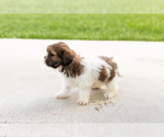 Small #3 Shih Tzu