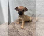 Puppy 8 Chiweenie-Jack Russell Terrier Mix
