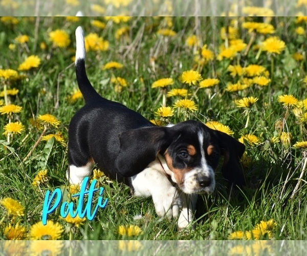 Medium Photo #9 Basset Hound Puppy For Sale in SEQUIM, WA, USA