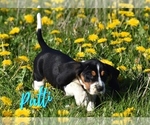 Puppy Puppy 8 Basset Hound
