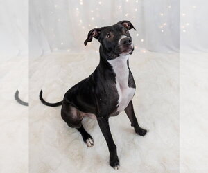 Prince - Male Labrador Retriever-Unknown Mix Dog for Adoption - Photo #3
