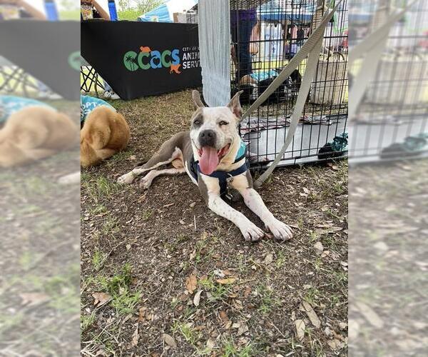 Medium Photo #3 American Pit Bull Terrier-Unknown Mix Puppy For Sale in Corpus Christi, TX, USA