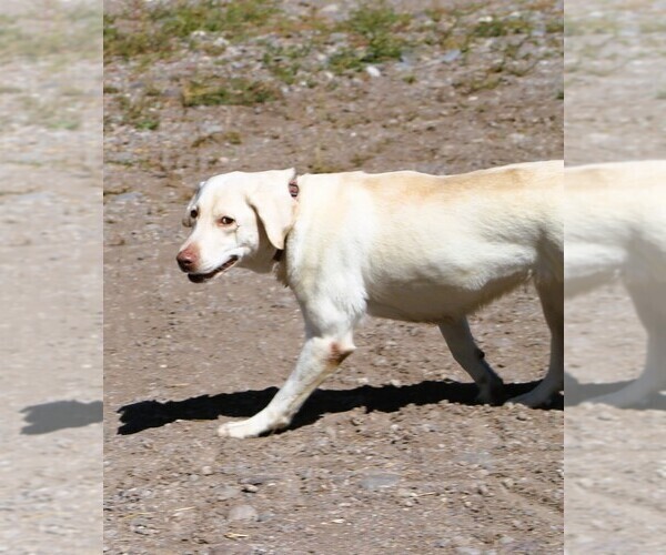 Medium Photo #1 Labrador Retriever Puppy For Sale in MONTE VISTA, CO, USA