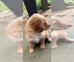 Small Photo #114 Aussiedoodle Puppy For Sale in ASHEVILLE, NC, USA