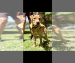 Small #4 Labrador Retriever Mix