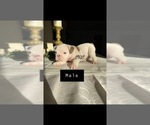 Small Photo #4 English Bulldog Puppy For Sale in ATWATER, CA, USA