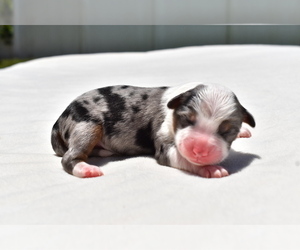 Miniature Australian Shepherd Puppy for sale in PALM COAST, FL, USA