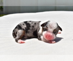 Small Miniature Australian Shepherd