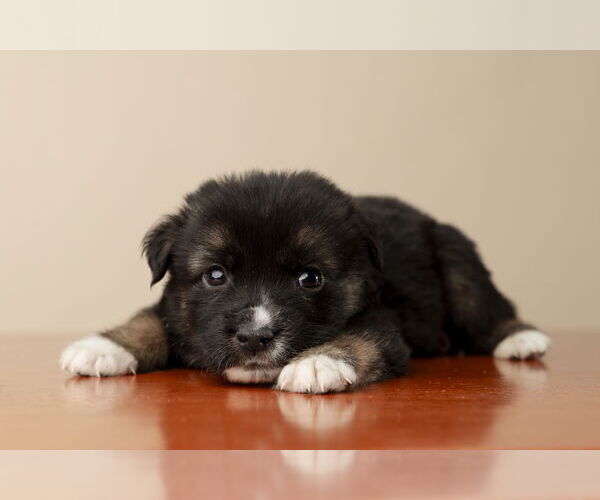 Medium Photo #1 Labrador Retriever-Unknown Mix Puppy For Sale in Garner, NC, USA