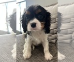 Small #1 Cavalier King Charles Spaniel
