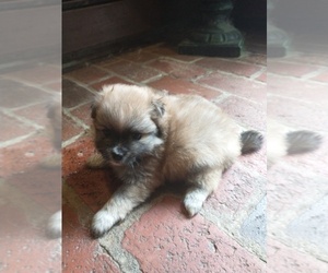 Pomeranian Puppy for sale in MARLTON, NJ, USA