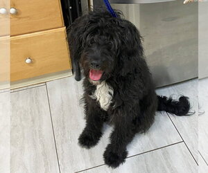 Pyredoodle Dogs for adoption in Benton, LA, USA