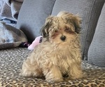 Small #22 Maltipoo (Miniature)