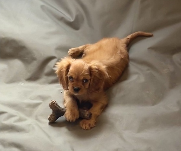Medium Photo #1 Cavalier King Charles Spaniel Puppy For Sale in BASTROP, TX, USA