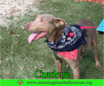 Small #4 Labrador Retriever Mix