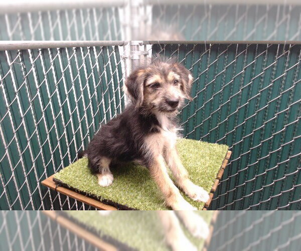 Medium Photo #1 Mutt Puppy For Sale in Downey, CA, USA