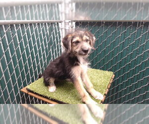 Mutt Dogs for adoption in Downey, CA, USA