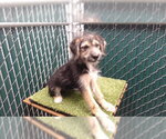 KRISTA - Female Mutt Dog for Adoption - Small photo