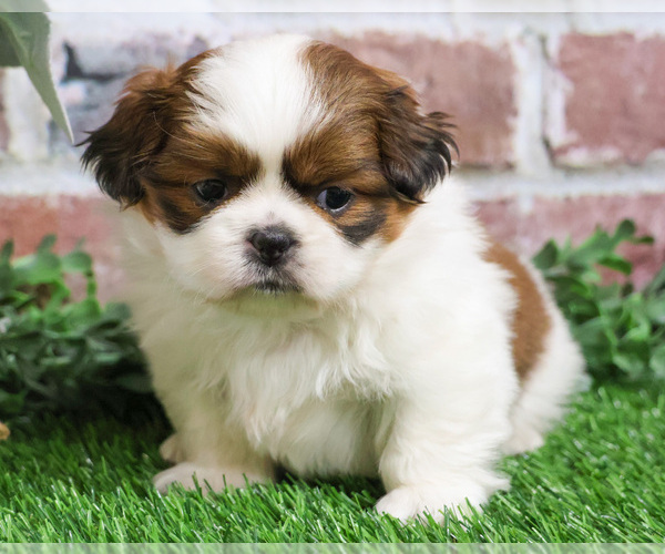 Medium Photo #7 Shih Tzu Puppy For Sale in SYRACUSE, IN, USA