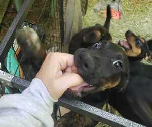 Doberman Pinscher-King Shepherd Mix Dogs for adoption in SUNDERLAND, MD, USA