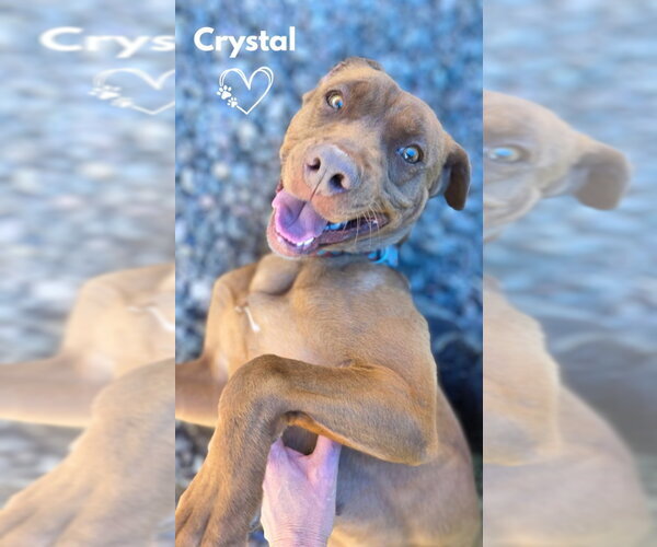 Medium Photo #1 American Pit Bull Terrier-American Staffordshire Terrier Mix Puppy For Sale in Monte Vista, CO, USA