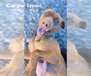 American Pit Bull Terrier-American Staffordshire Terrier Mix Dogs for adoption in Monte Vista, CO, USA