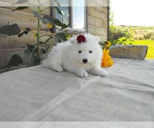 Samoyed Puppy for sale in CLOVIS, CA, USA