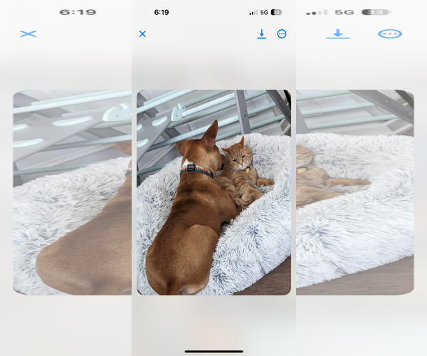 Medium Photo #6 Labrador Retriever-Unknown Mix Puppy For Sale in Greensboro, NC, USA