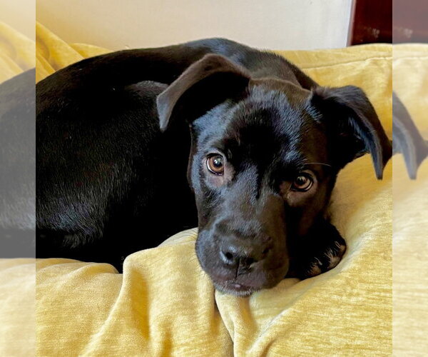 Medium Photo #4 Labrador Retriever-Unknown Mix Puppy For Sale in Canton, CT, USA