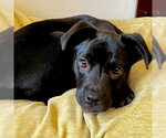 Small #3 Labrador Retriever Mix