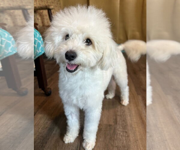 Medium Photo #3 Maltipoo (Miniature) Puppy For Sale in Pacolet, SC, USA