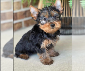 Yorkshire Terrier Dogs for adoption in DALLAS, TX, USA