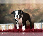 Small Photo #11 Boston Terrier Puppy For Sale in WARSAW, IN, USA