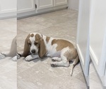Small Basset Hound