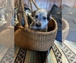 Puppy Little Oak Australian Cattle Dog