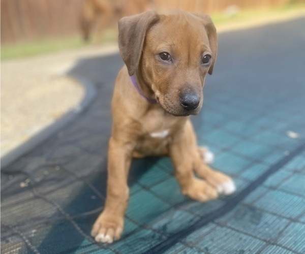 Medium Photo #52 Rhodesian Ridgeback Puppy For Sale in KELLER, TX, USA