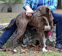 Mutt Dogs for adoption in HERNANDO, FL, USA