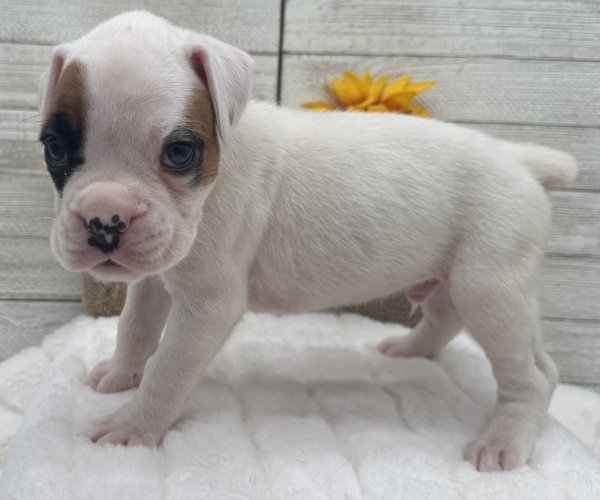 Medium Photo #11 Boxer Puppy For Sale in PAWNEE CITY, NE, USA