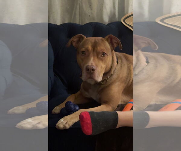 Medium Photo #2 Boxer-Staffordshire Bull Terrier Mix Puppy For Sale in Chandler, AZ, USA