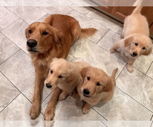 Golden Retriever Litter for sale in SACRAMENTO, CA, USA