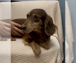Dachshund Dogs for adoption in Weston, FL, USA